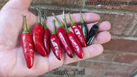 Black Thai - Pepper Seeds - White Hot Peppers